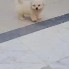 ميني شيتزو كلب
