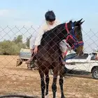 فرس شعبية طيبة