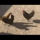 دجاج