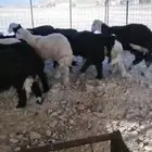 ذبايح نجد وحري