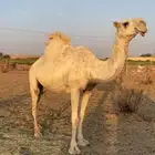وضحى كفو