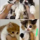 قطط شيرازي للتبني
