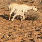 رفيديه والد