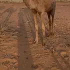 للبيع القعود الكفو