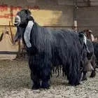 تيس عاارضي