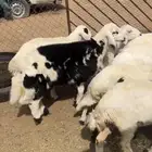ذبايح خرفان رخال