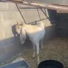 فحل هولندي مطور العمر سنه وثلاث اشهر