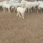 بهم طيب ونظيف ومحصن العدد 60