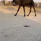 مجهم عجم رباع سلم العذاريب للتواصل