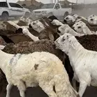 77 راس طليان تربية 4 شهور