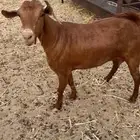 عنز حايل. سمينه فل الفل