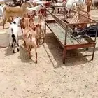 تيوس بلدي