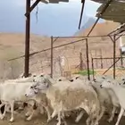 ضان مقاني