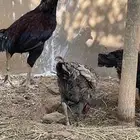 باكستاني سندي