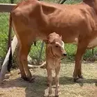 بقرة تحتها حسيله