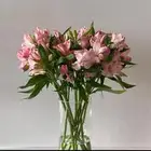 ابحث عن منسق زهور وهدايا