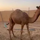 بكره قصب