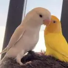 طير روز ضايع مفقود