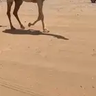بكرة شقحاء كفوو