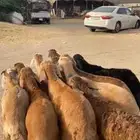 9 سواكني للمناسبات جبره