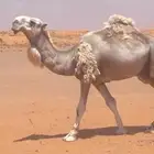 للبيع فحل رماني منتج