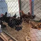 صيصان دجاج