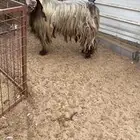 تيس عارضي ادبس