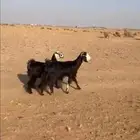 للبيع معزا