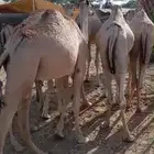 ي مرحب بااهل الزين قعدان جمله وتفريد