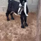 تيس مشروع فحل معرف