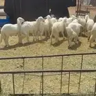 للبيع 14خروف مراح