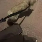 كلب اليف جدا  للبيع