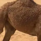 بكره حقه للبيع سليمه شرط سوم 5000