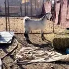 تيس ذبيحه نظيف