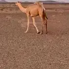 عفيف المعتاديه