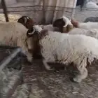 خرفان نعيم فاخره