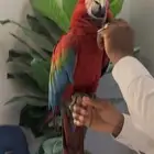 ببغاء مكاو