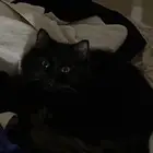 قطه انثى مطعمة تطعيم رباعي عمرها سنه للتبني