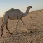 بكره باتليه للبيع