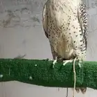 جير بيور