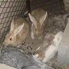 ارانب للبيع