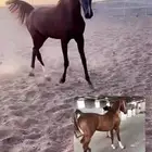 فرس شعبية للبيع