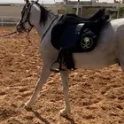 سرج استيتوس