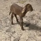 خروف داغور