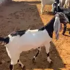 للبيع جفار خصم مقاني طيبه