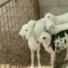 دواغير