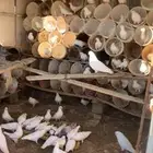 حمام فرنسي