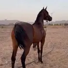 فرس واهو مكس فاخرة
