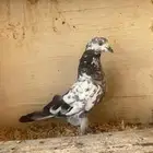 حمام