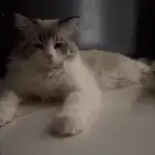 قطتين للتبني